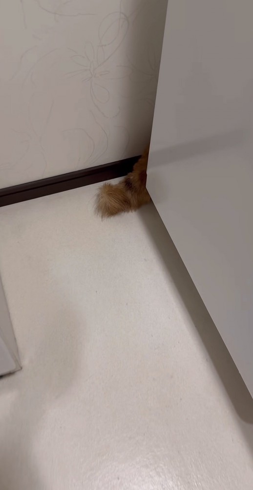 洗濯機と壁の間から出ている柴犬のしっぽ