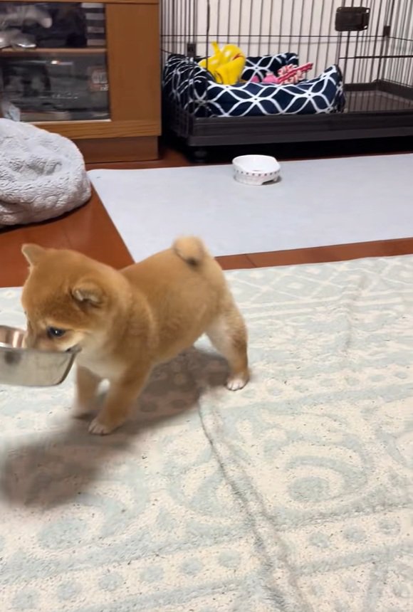 お皿をくわえる小雪ちゃん