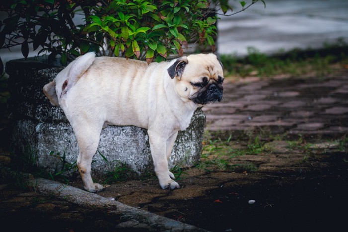 おしっこをする犬