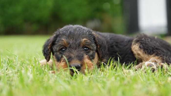 エアデールテリアの子犬