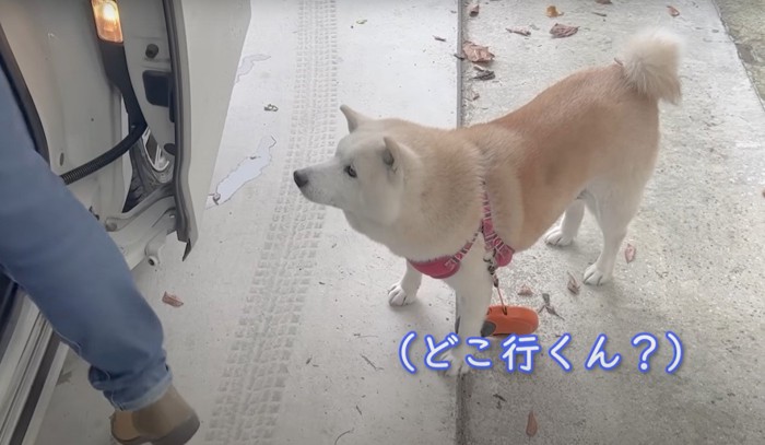 どこ行くん？という犬