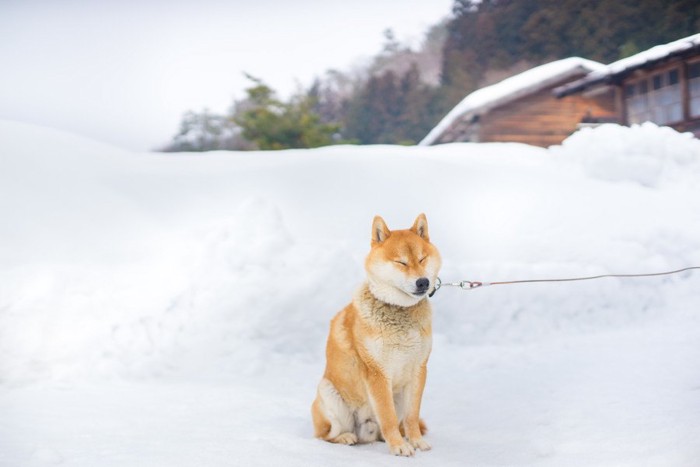 寒い地域の柴犬