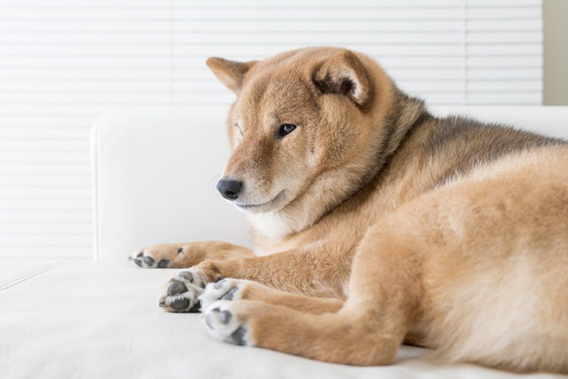 太っている柴犬