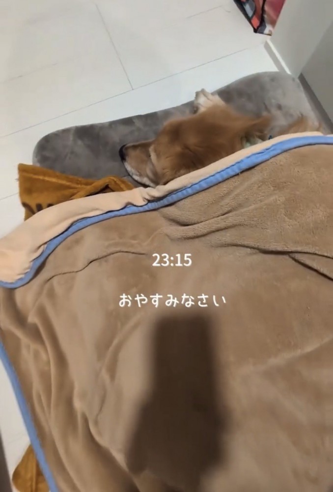 毛布にくるまって眠る犬