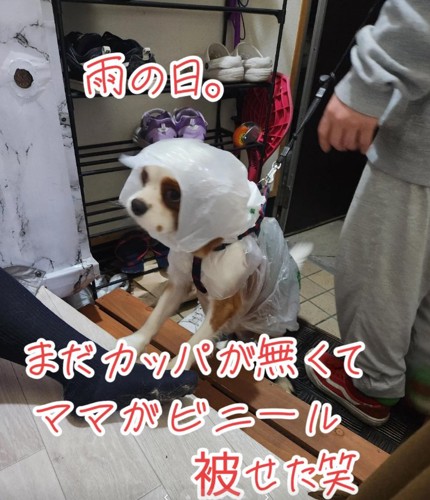 ビニール袋を被っただいちくん