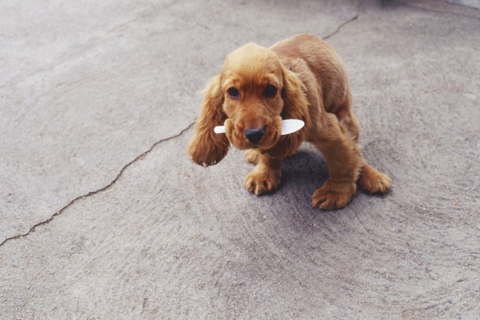 何かを咥えている犬