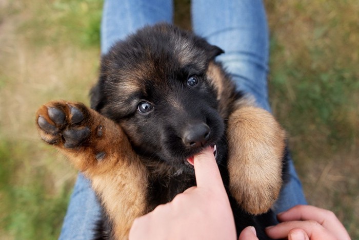 飼い主に甘える子犬