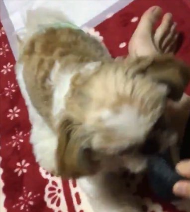 シーズー