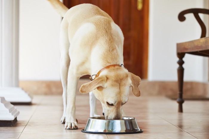 お皿からおいしそうにご飯を食べる犬