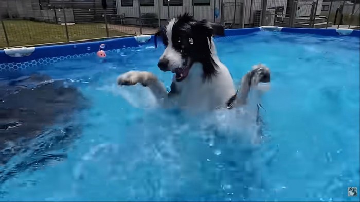 バタフライするコナくん