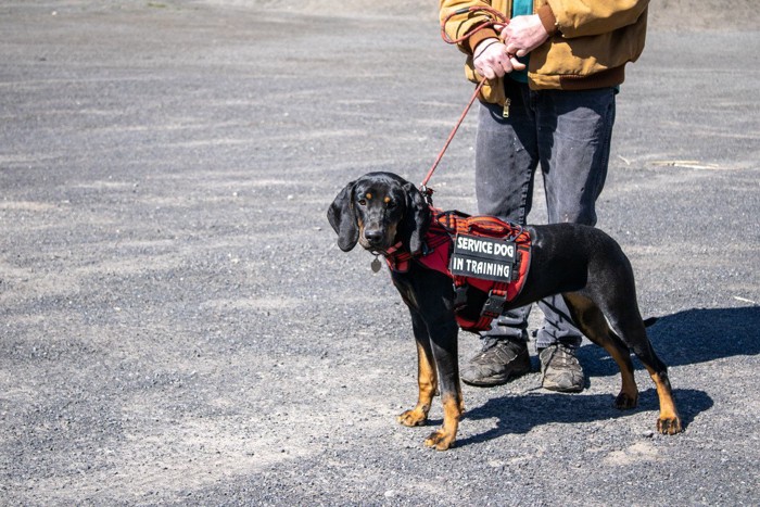 トレーニング中の介助犬
