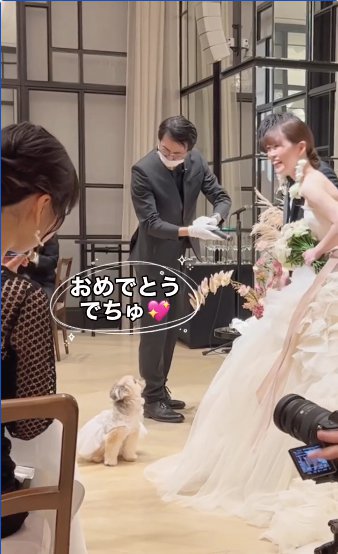 新郎新婦の前でお座りする犬「おめでとうでちゅ♡」