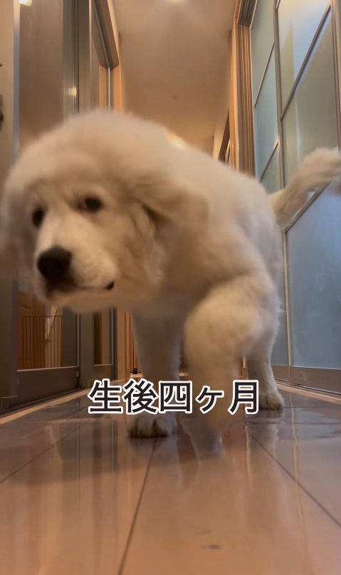 え…本当に子犬！？