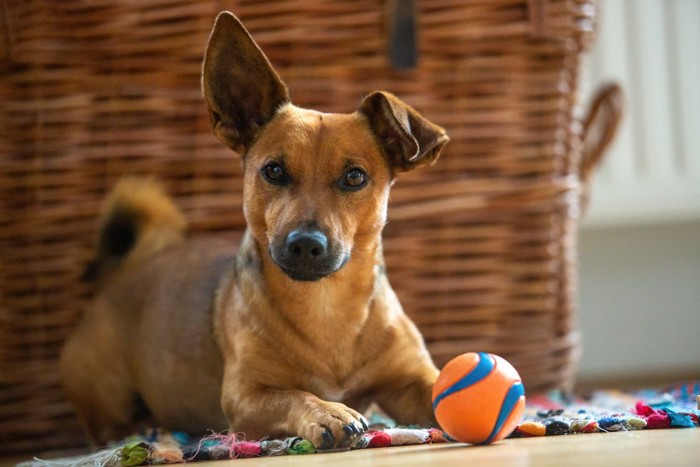 伏せてしっぽをふる犬