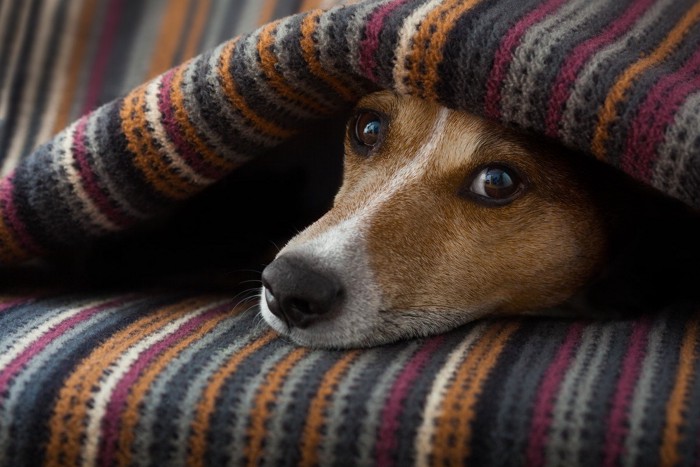 毛布にくるまっている犬