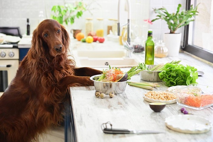 犬と野菜