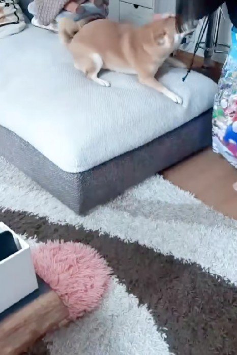 ソファに飛び乗って…