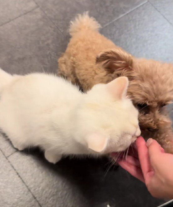 ちゃっかり猫さんも♪