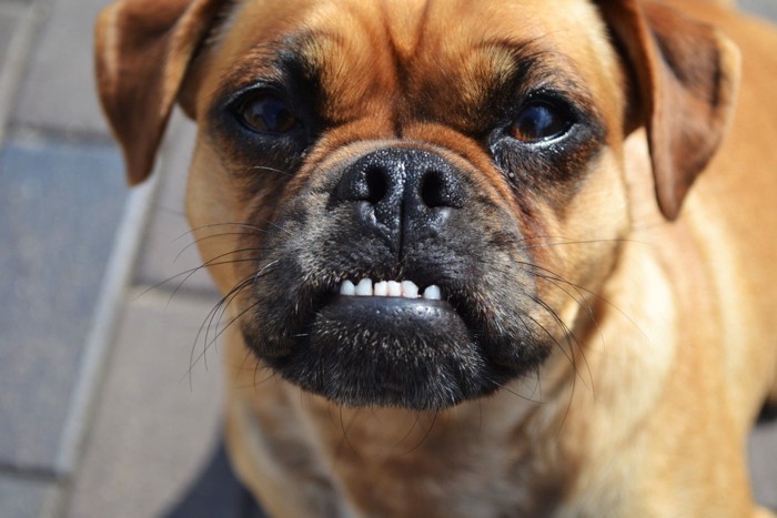 トレーニング中の犬