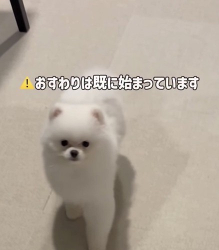 飼い主の方を見る犬