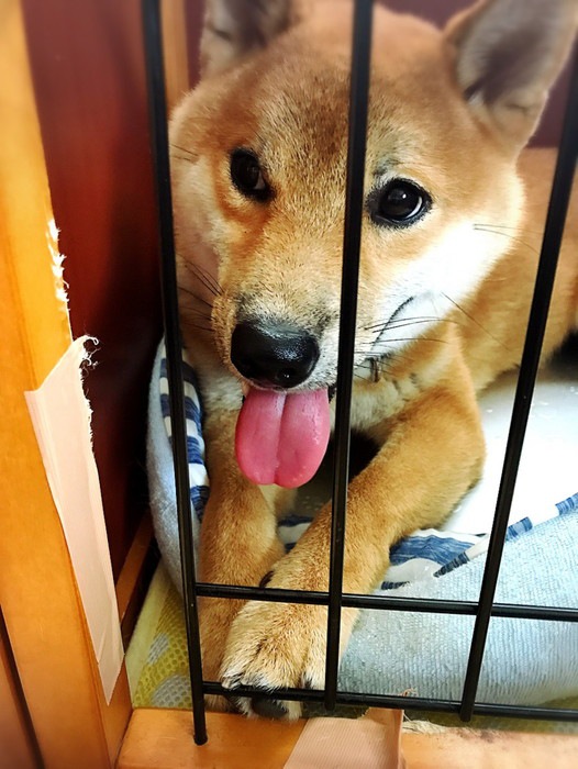 愛犬の変顔写真19枚目