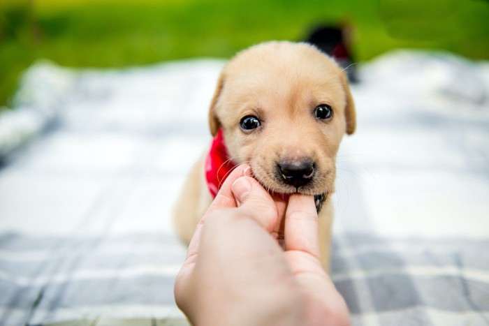 子犬が人の手を咬んでいる