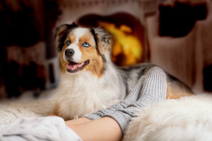 暖かそうな部屋にいる犬