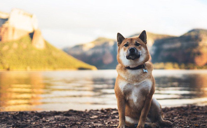 横座りの柴犬、水辺