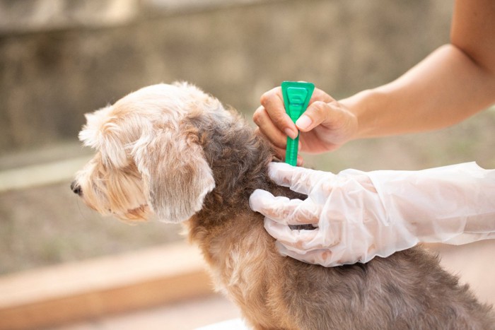 薬をつけられる犬