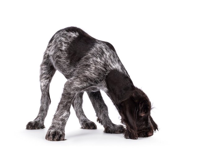 床の匂いを嗅ぐ犬