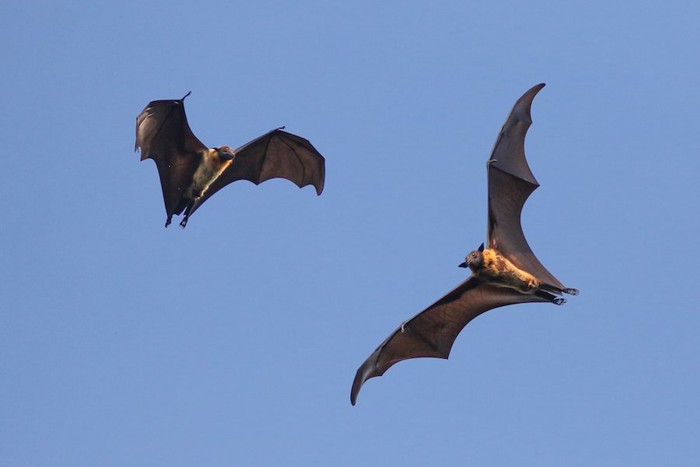 空を飛ぶコウモリ