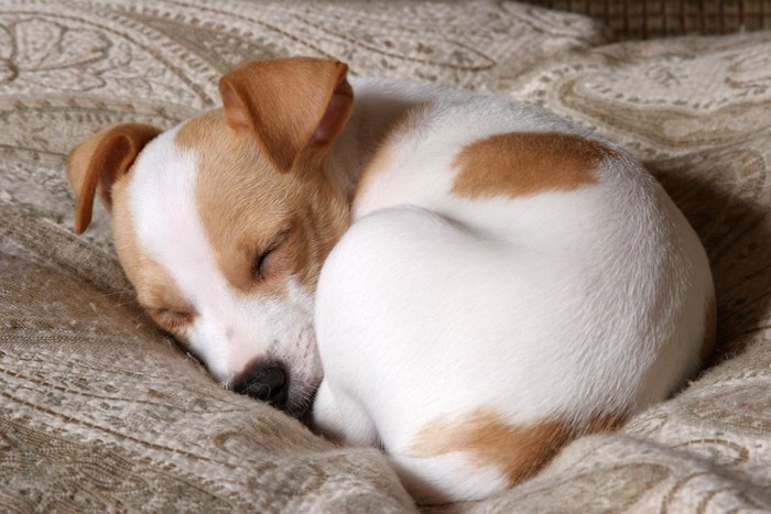 布団で丸くなって眠るジャックラッセル