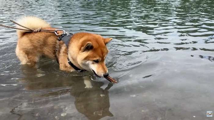 拾いに行くソラくん