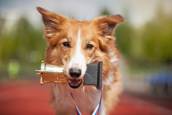 優勝カップを咥える犬