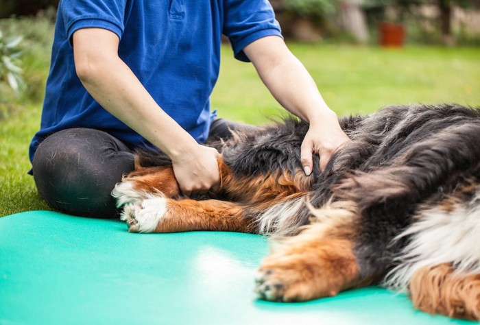 犬をマッサージする人