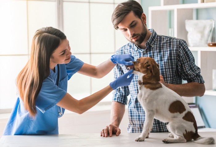 理解しようとする人と犬