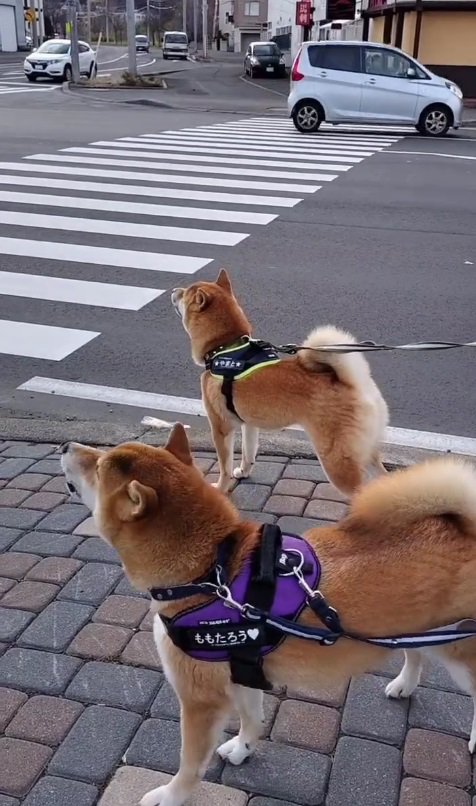 桃太郎くんも始まっちゃった！