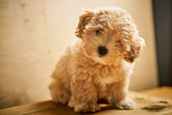 首をかしげる子犬