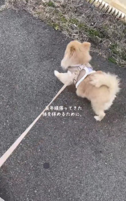 元繁殖犬のきなこちゃん