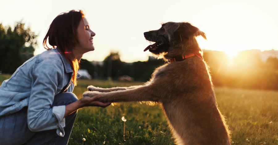 しゃがんだ飼い主さんの手に前脚を乗せる犬