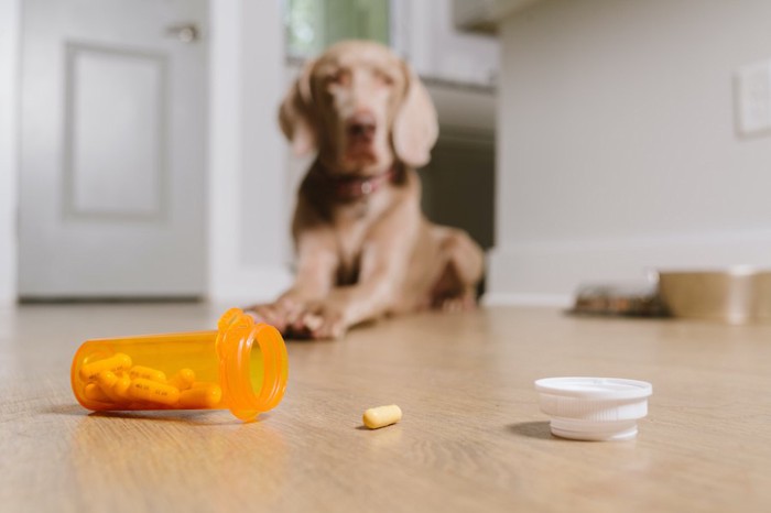 床に転がる医薬品と垂れ耳の犬