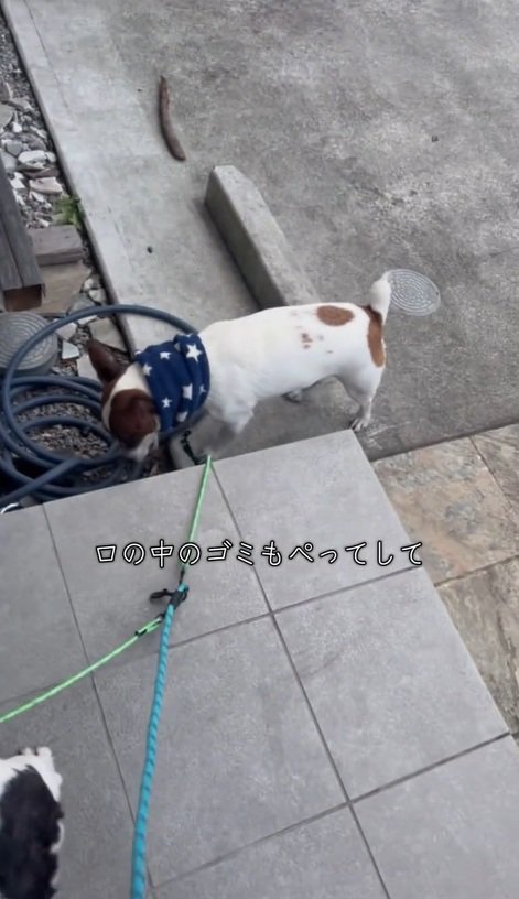 口の中のものを出すバディくん