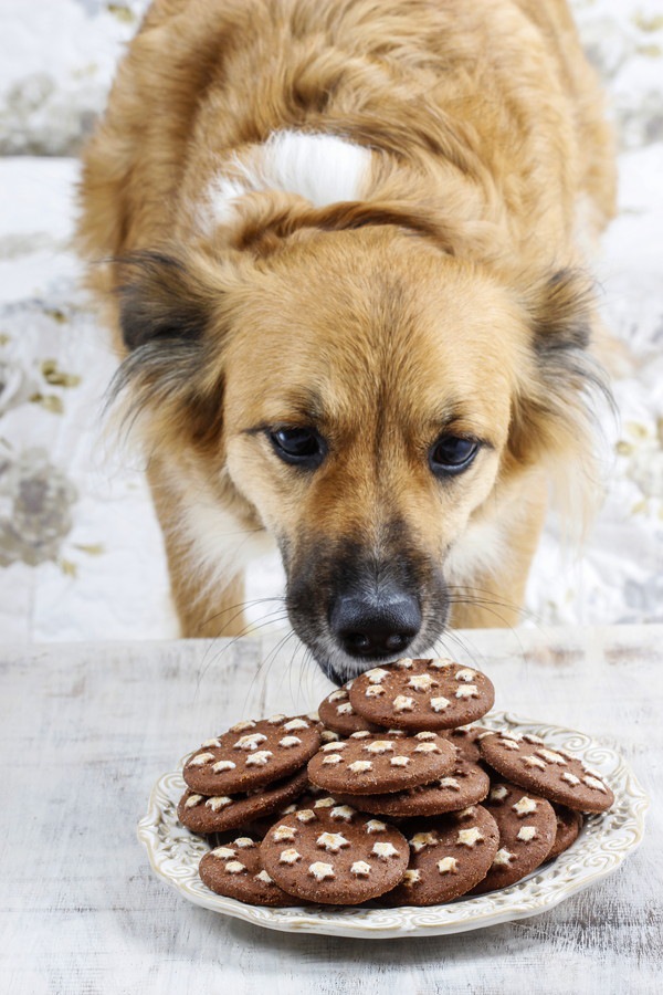 クッキーを食べようとする犬