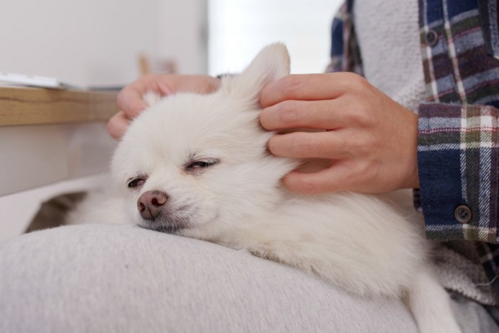 膝の上で触れ合う犬