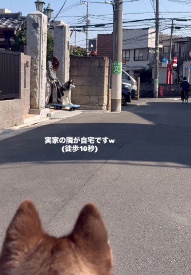 友達犬も見守ります