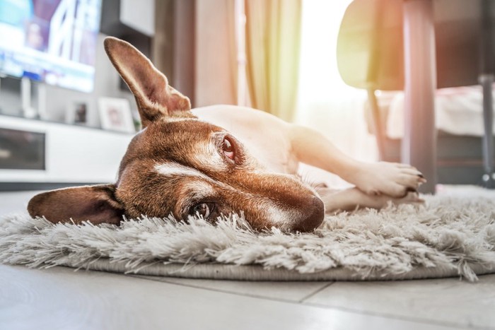 ホットカーペットの上で横になる犬