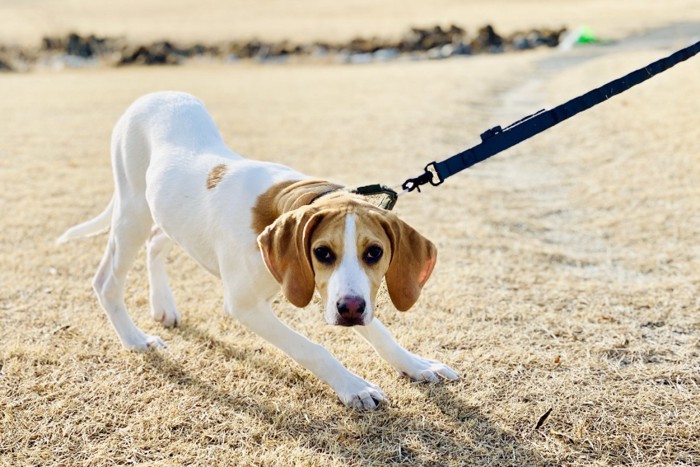 リードを引っ張られている犬