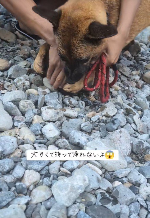 どうしても持って帰りたいようです