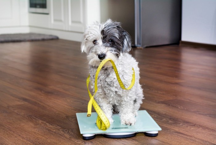 体重計に乗った犬