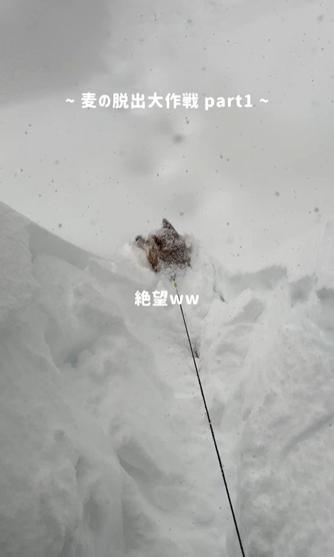 絶望的な状況(笑)